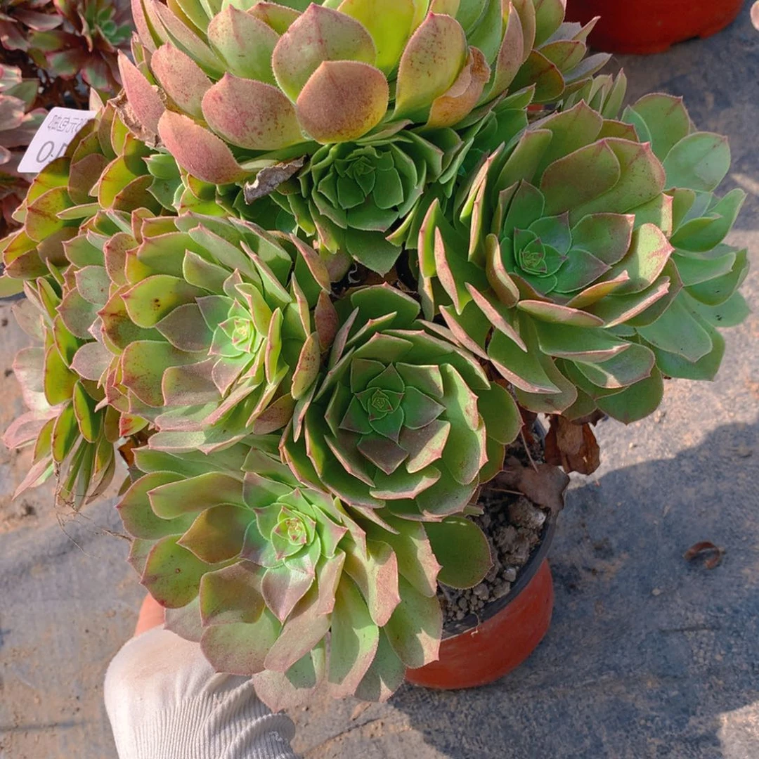 710红心万圣节捧花多肉