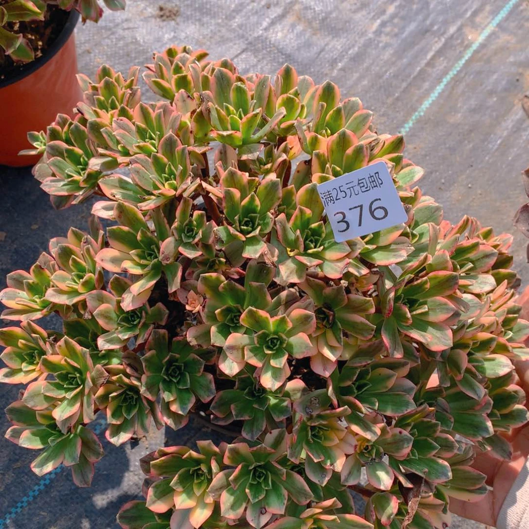 376甜茶大捧花多肉