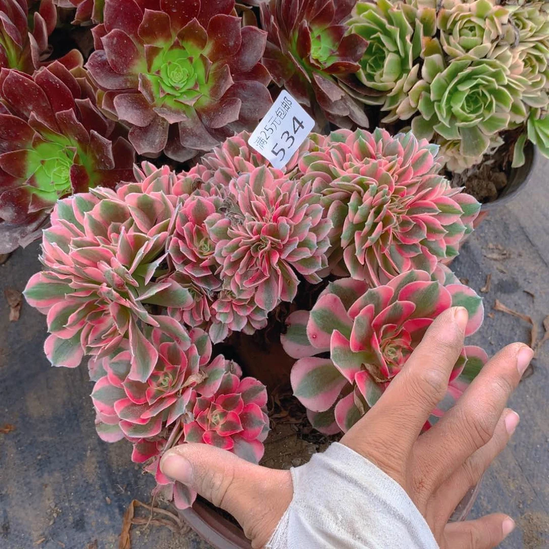 534粉女巫缀化多肉植物