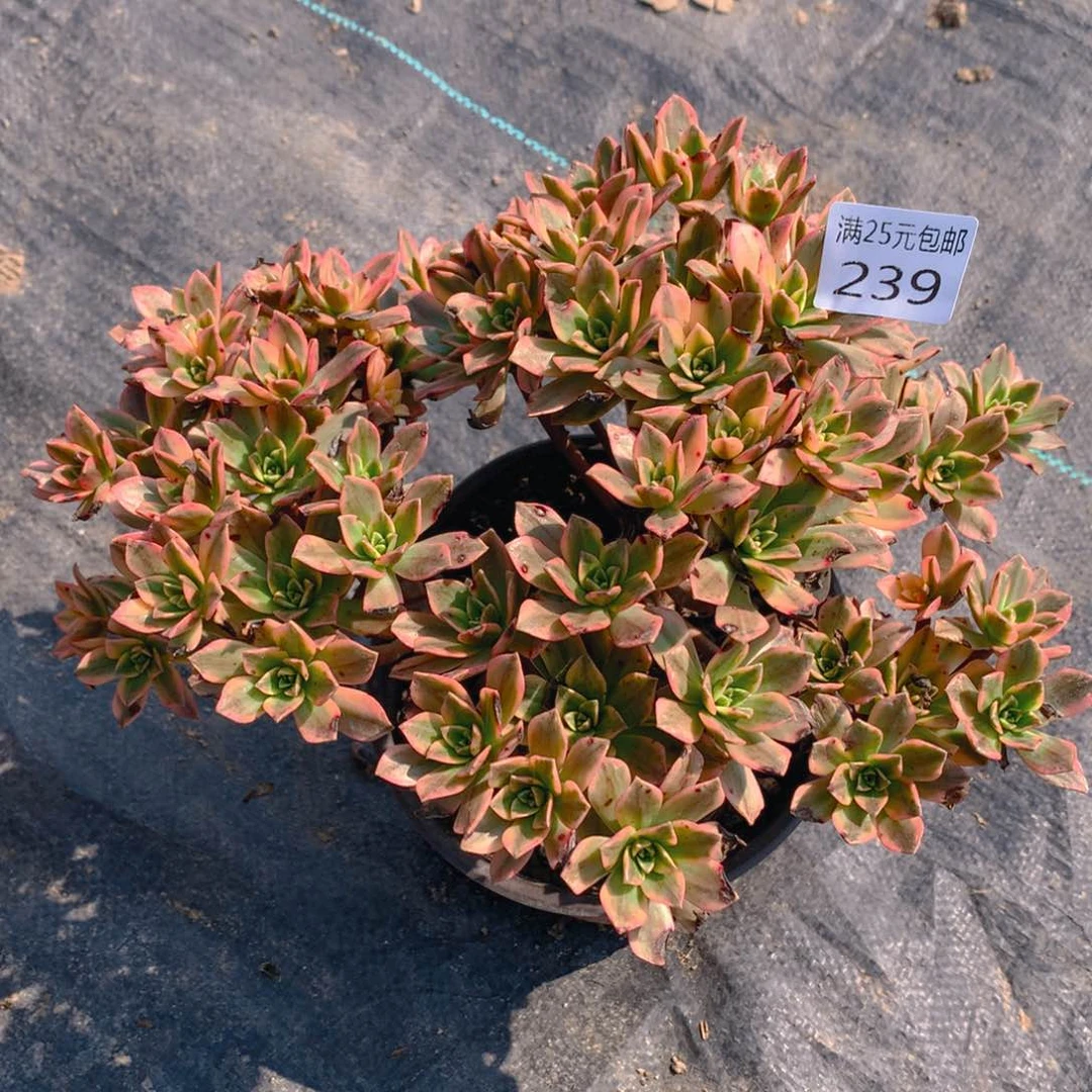 239甜茶捧花的多肉