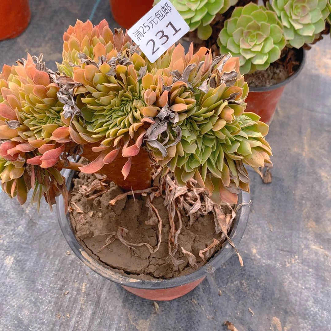 231娜迦女王缀化多肉植物