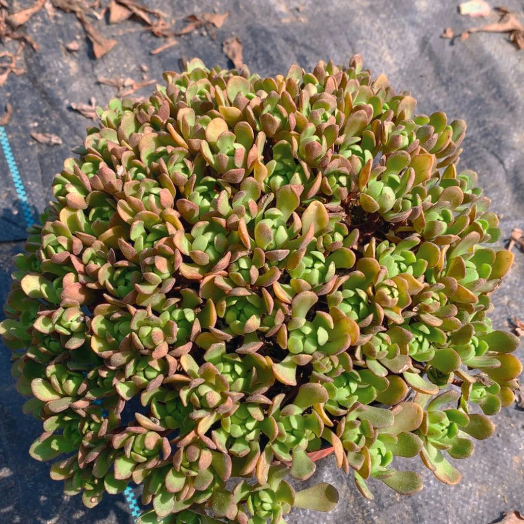 小狐狸捧花多肉植物