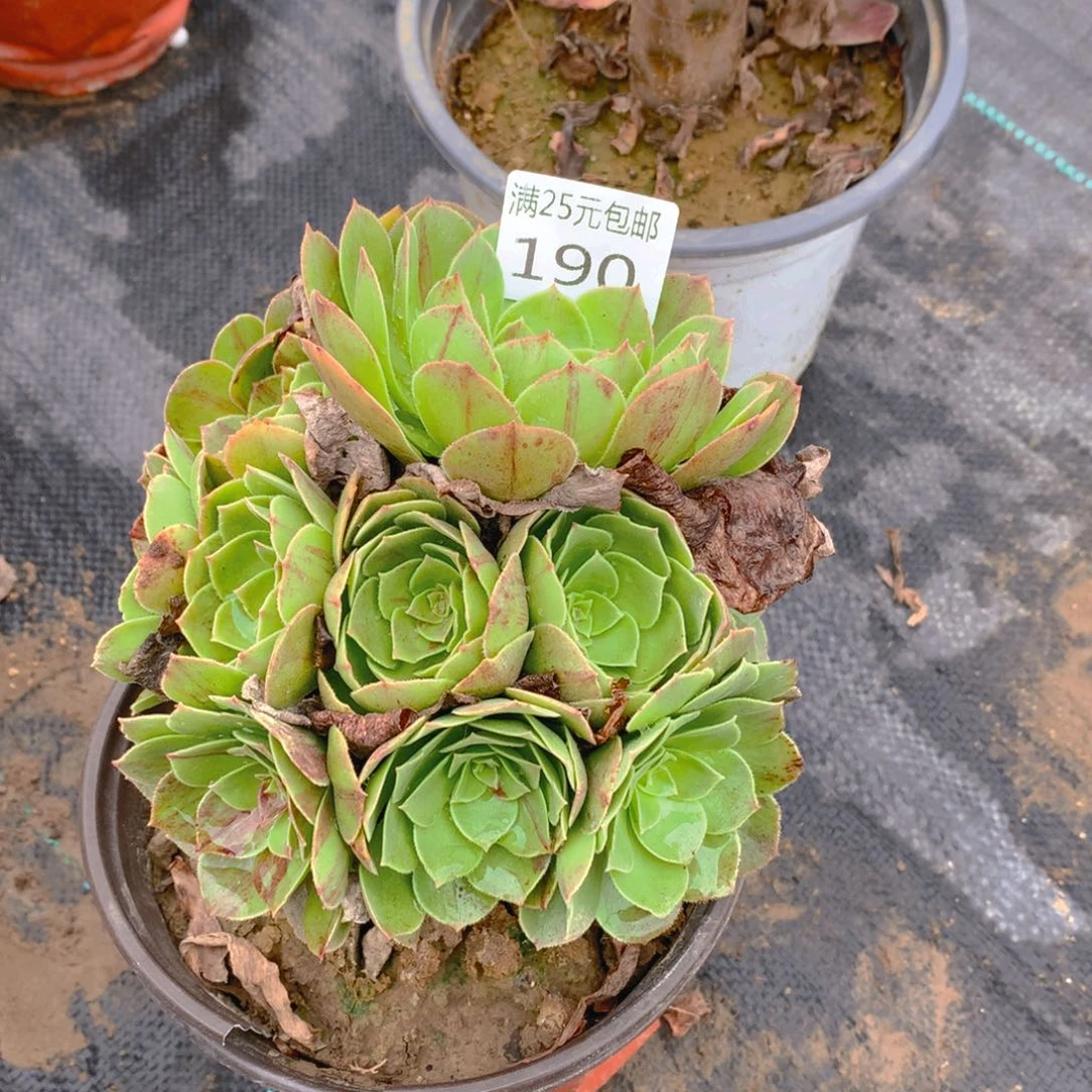 190花月夜多肉植物