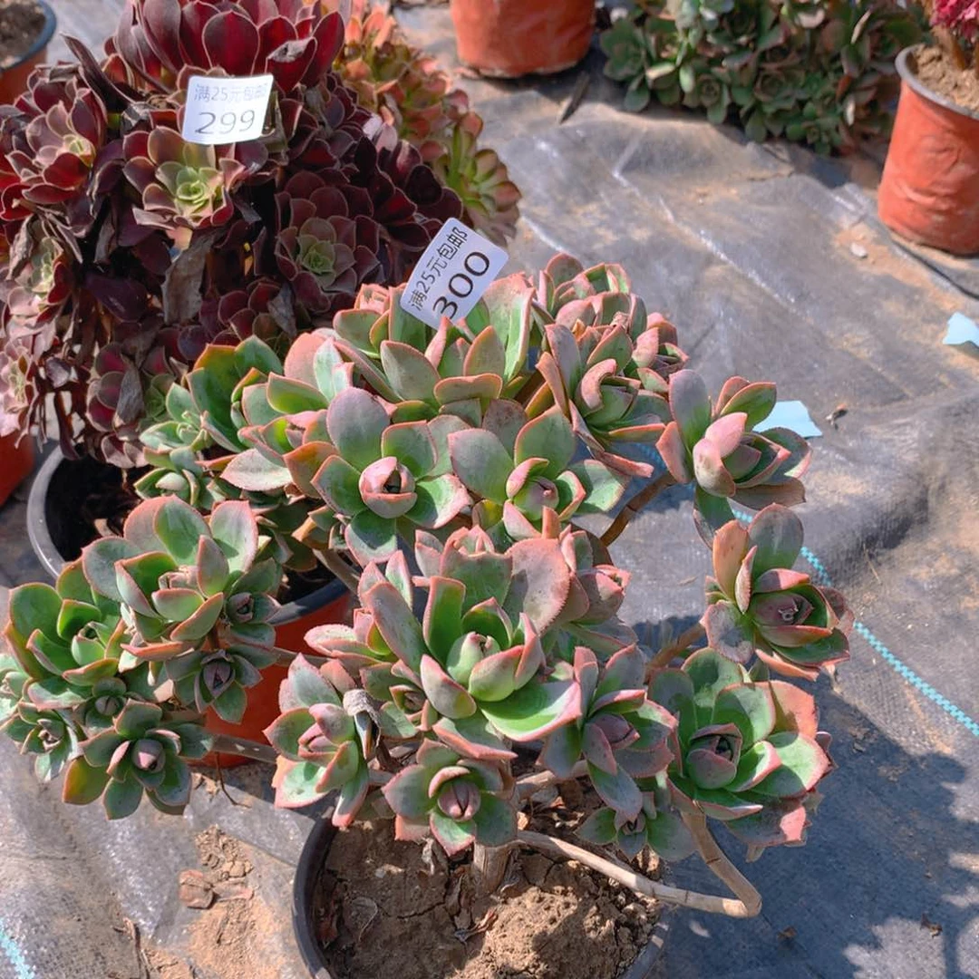 300红缘莲花掌多肉植物