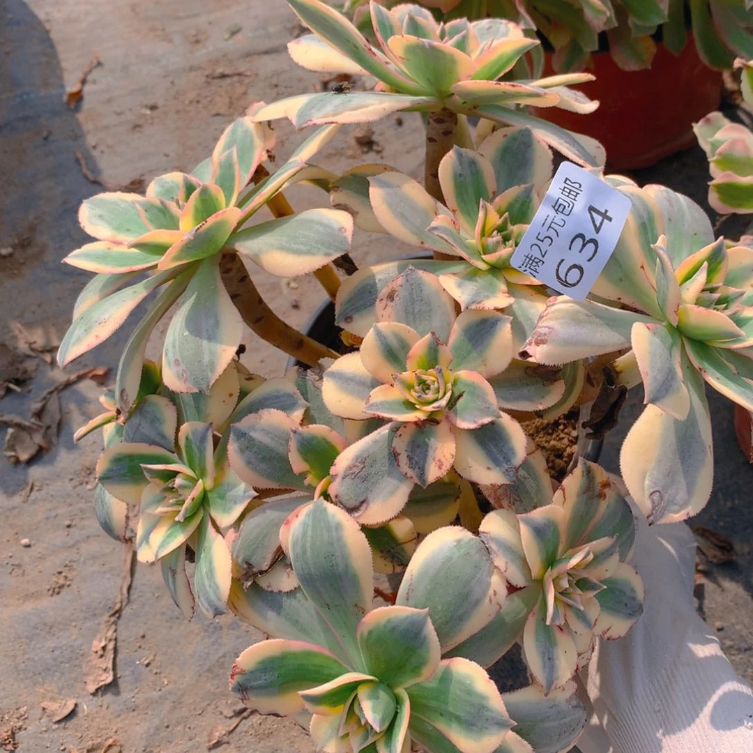 634灿烂绣球多肉植物