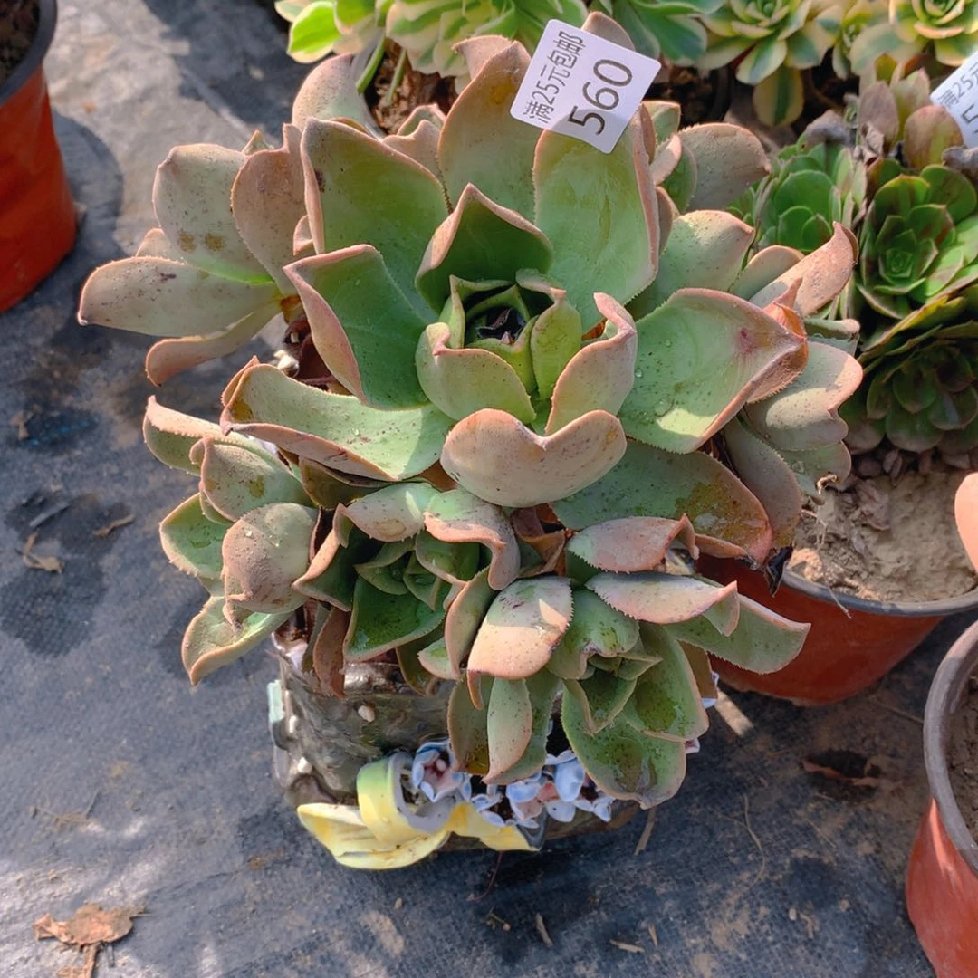 560大富贵镜狮子老桩多肉