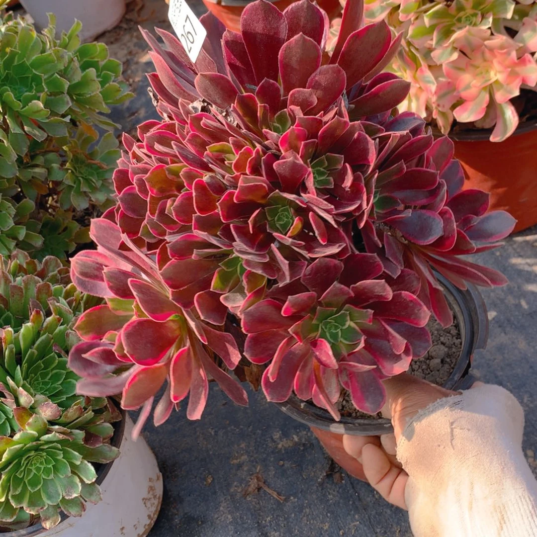 267金丝却多肉植物