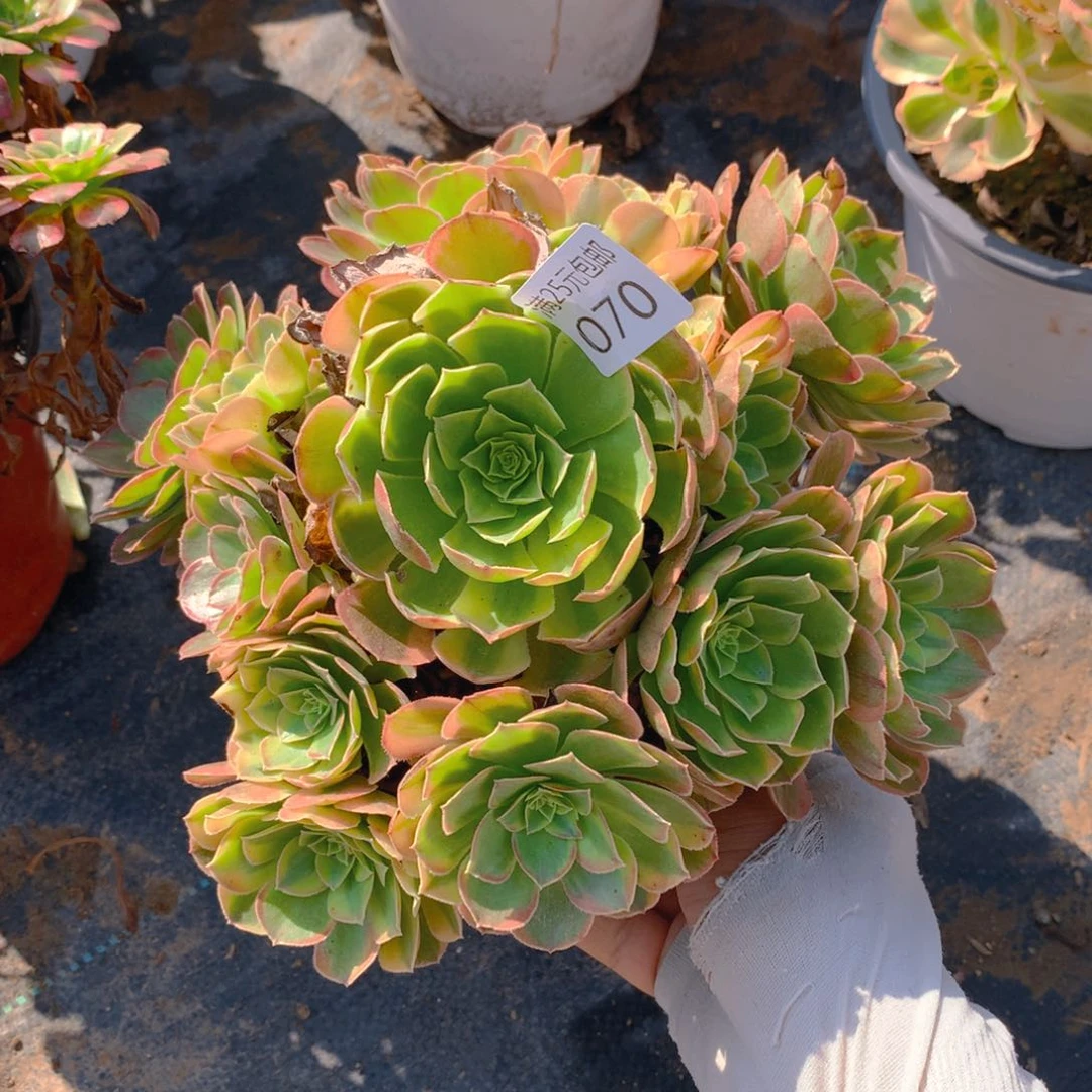 070奶白老桩多肉植物