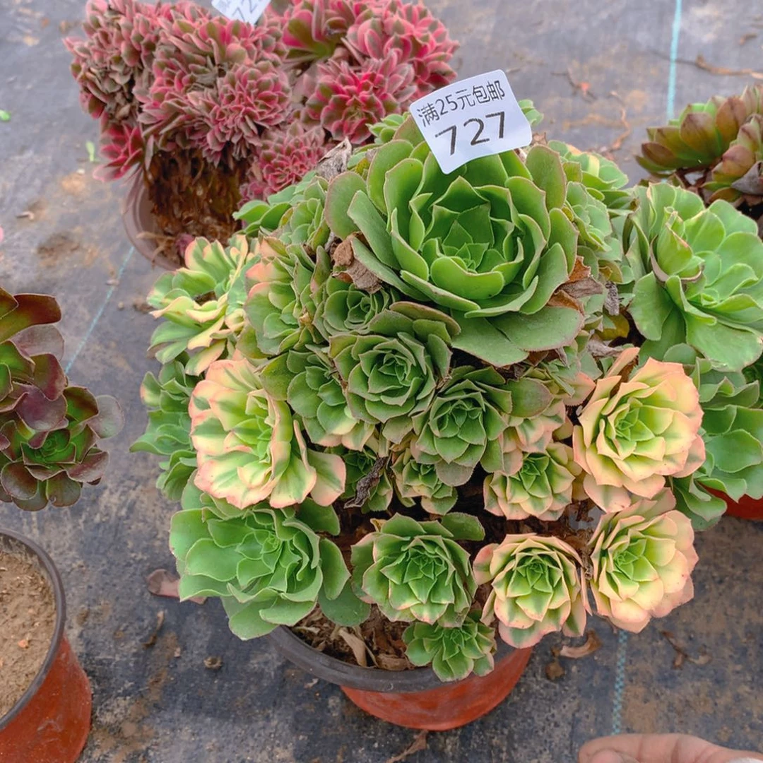 727七彩琉璃多肉植物