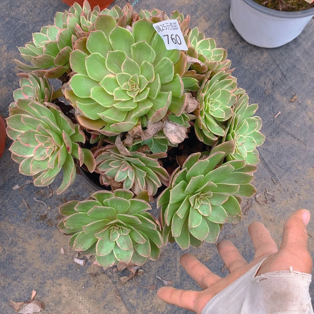 飞*760莲花座多肉植物