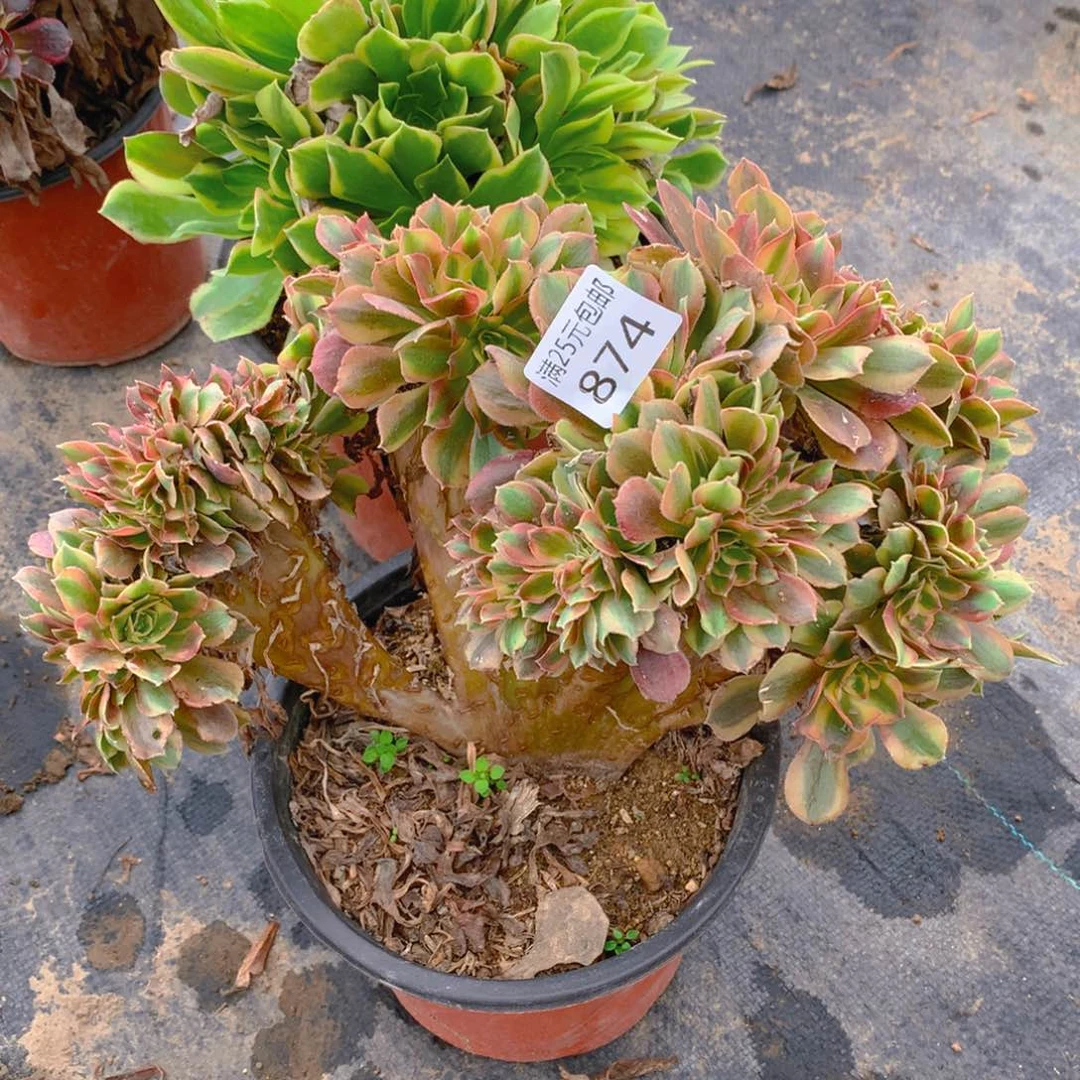 874红袖缀化多肉植物