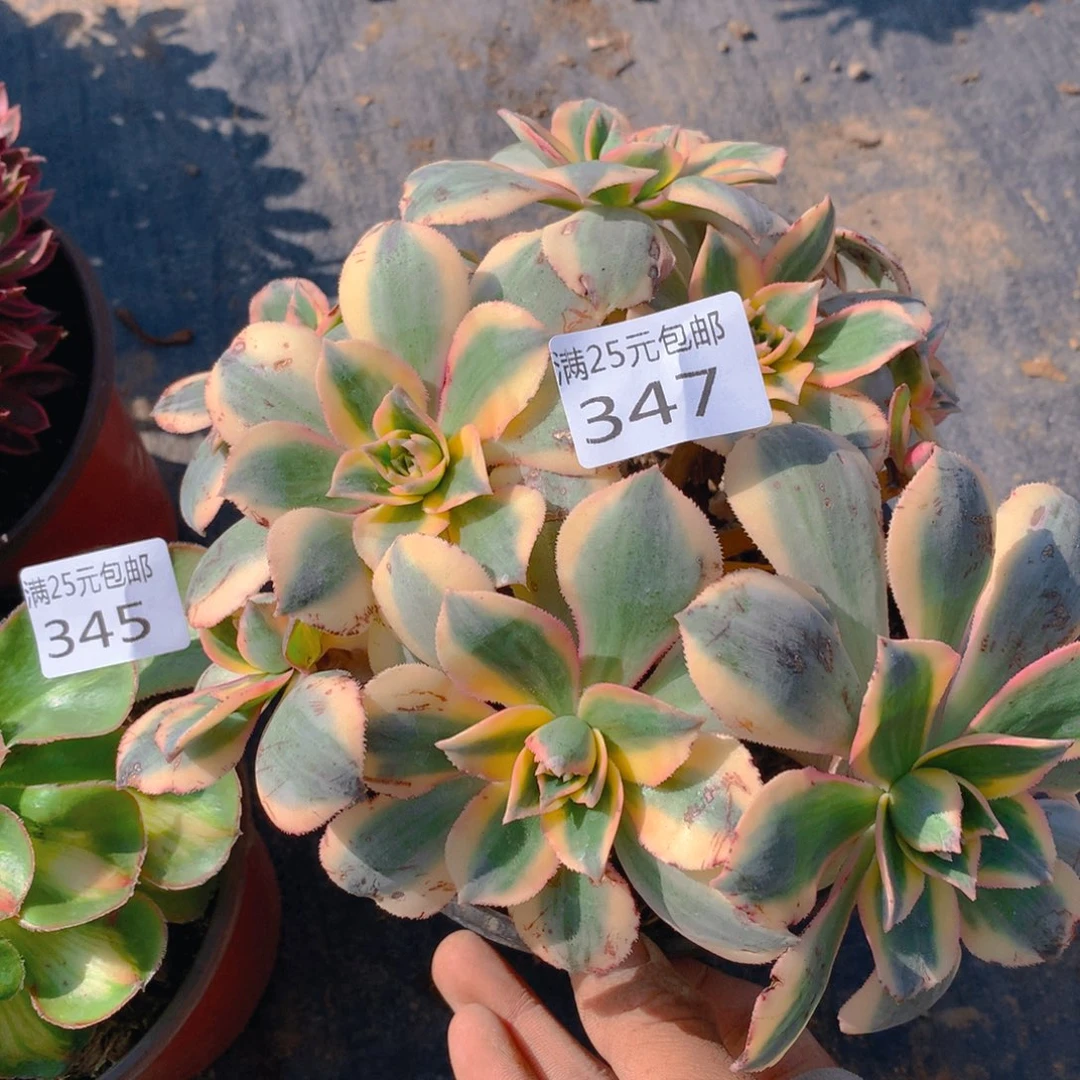 347灿烂绣球多肉植物