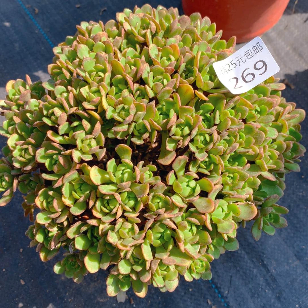 269小狐狸法师捧花