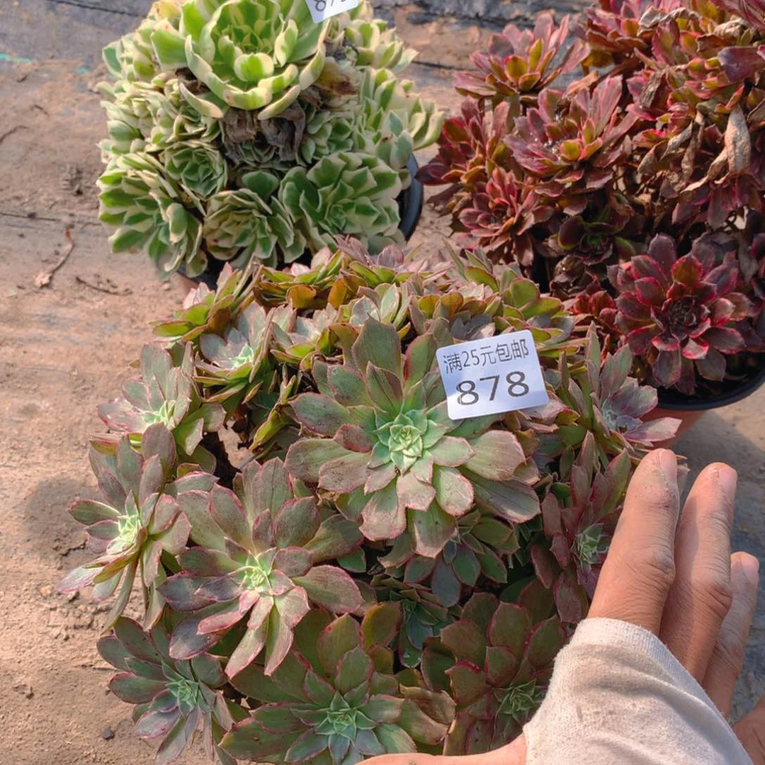 878莲花捧花多肉植物