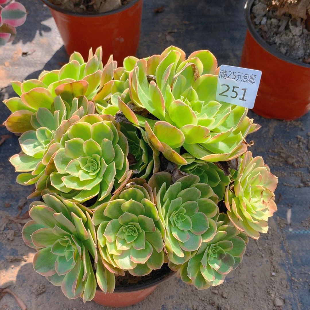 251奶白老桩多肉植物