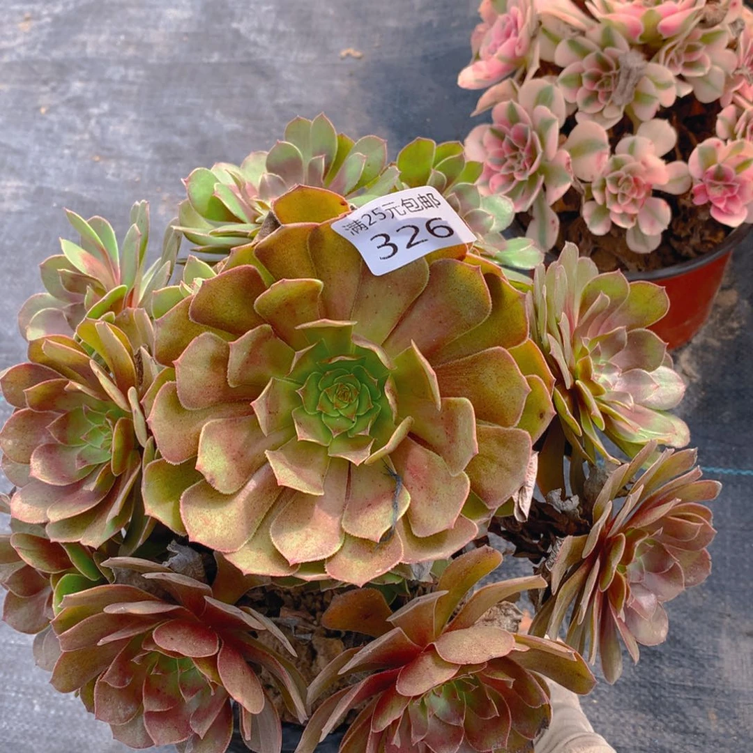 326黑魔捧花多肉植物