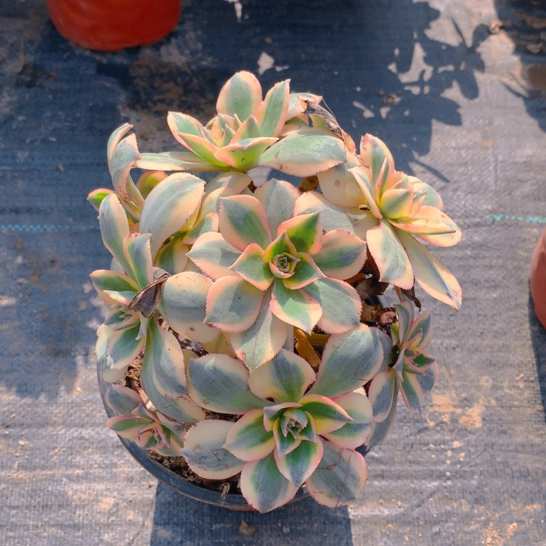 617灿烂绣球多肉植物