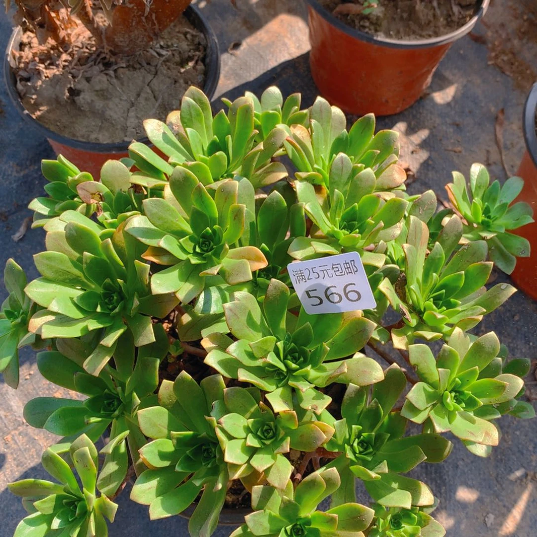 566绿茶法师多肉植物