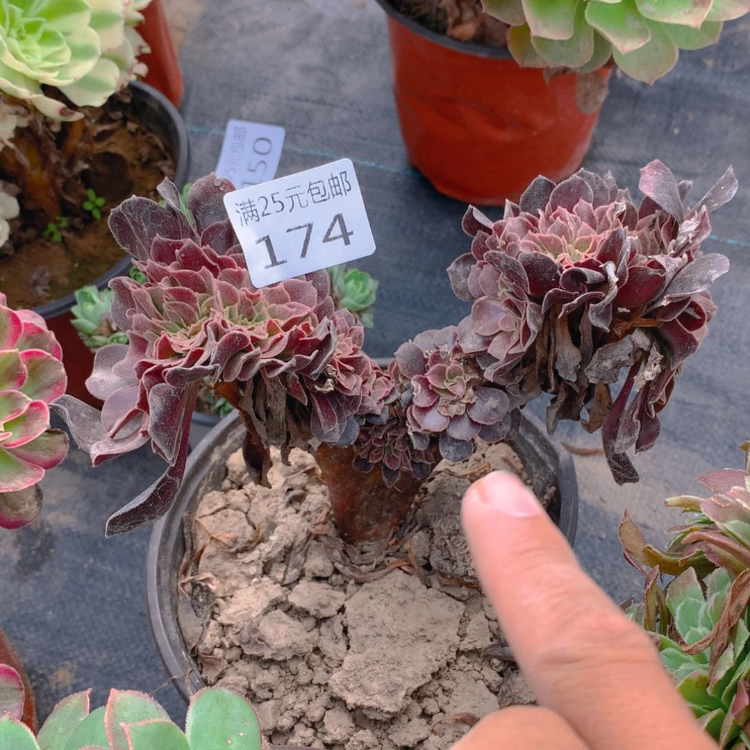 174欧紫缀化多肉植物