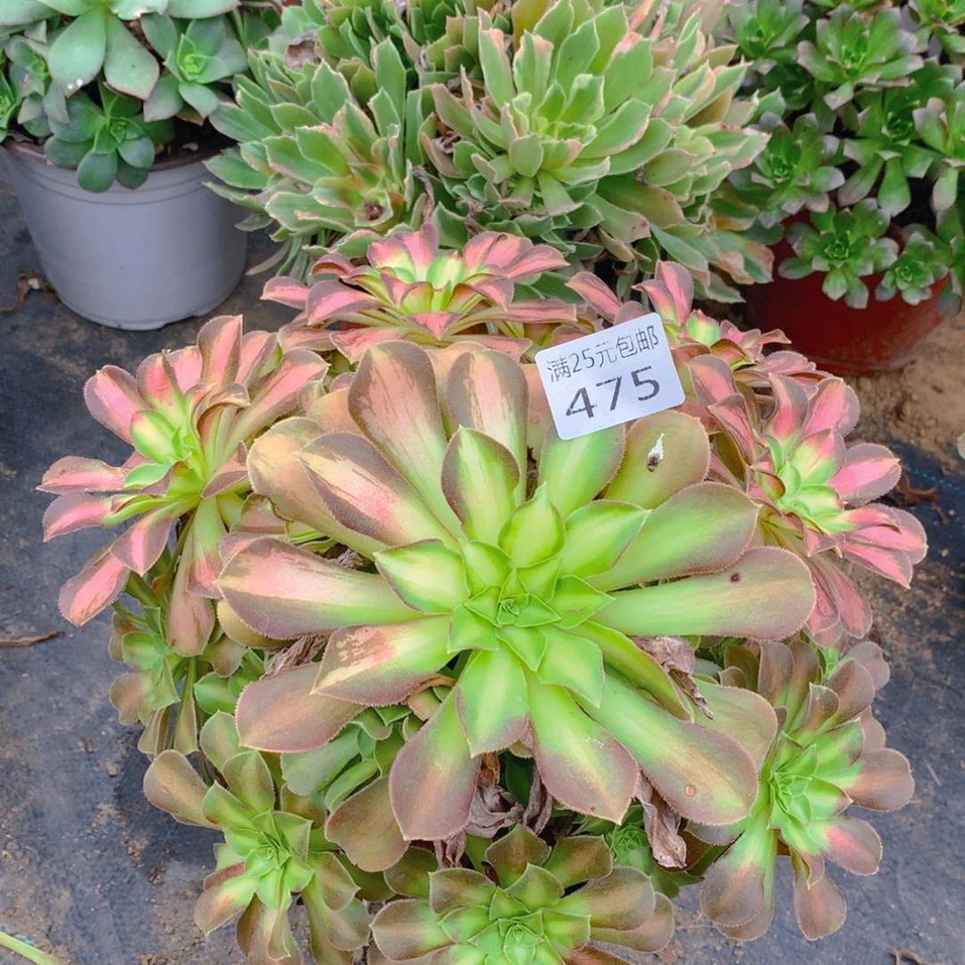 475韶华捧花多肉植物