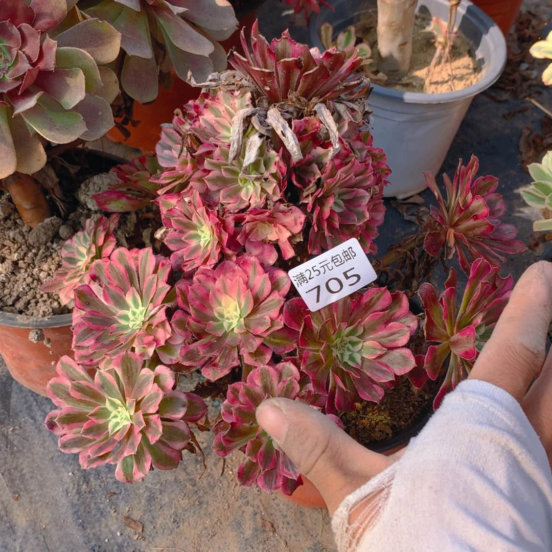 705红铜超白老桩多肉植物