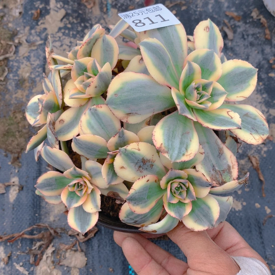 811灿烂绣球多肉植物