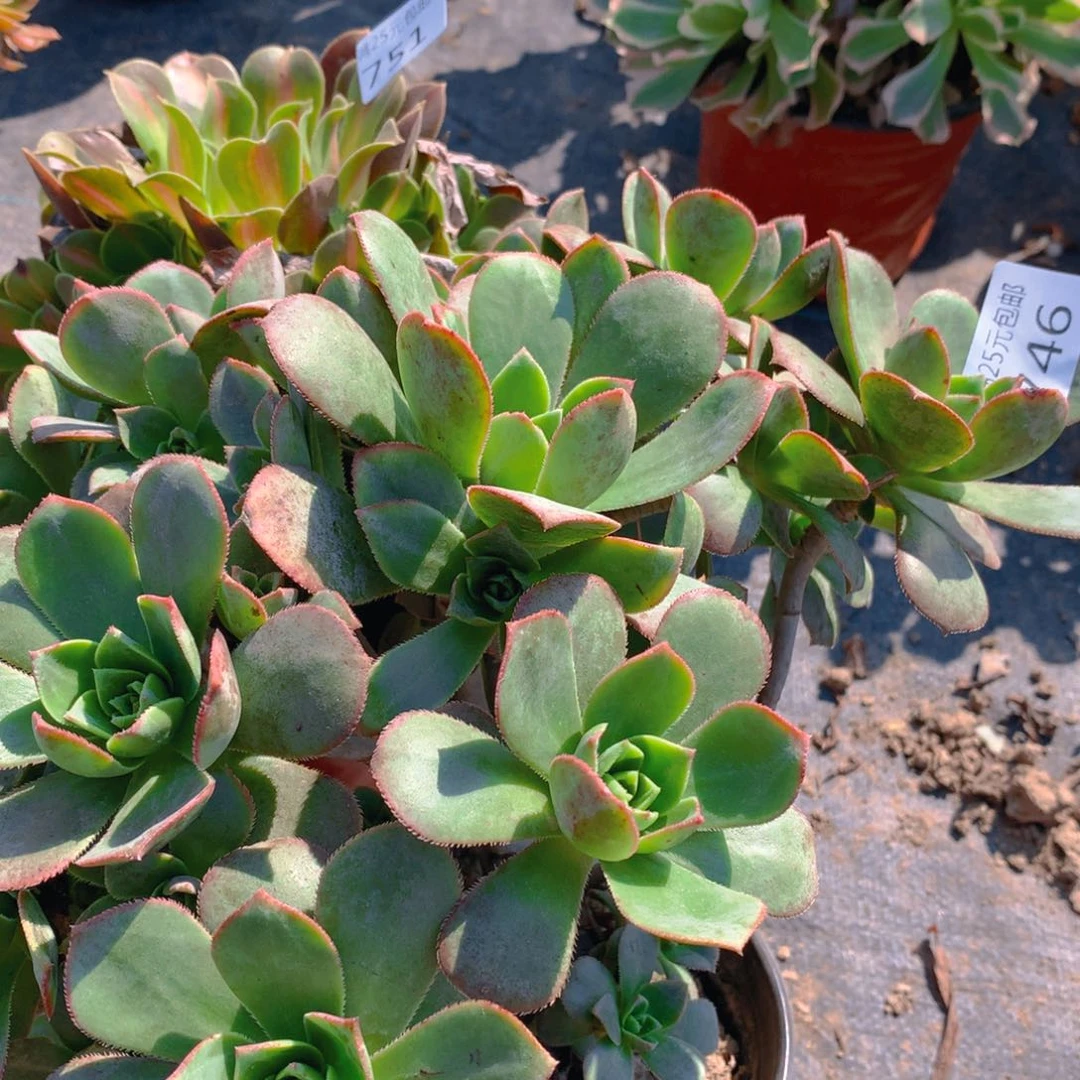 746红缘莲花掌多肉