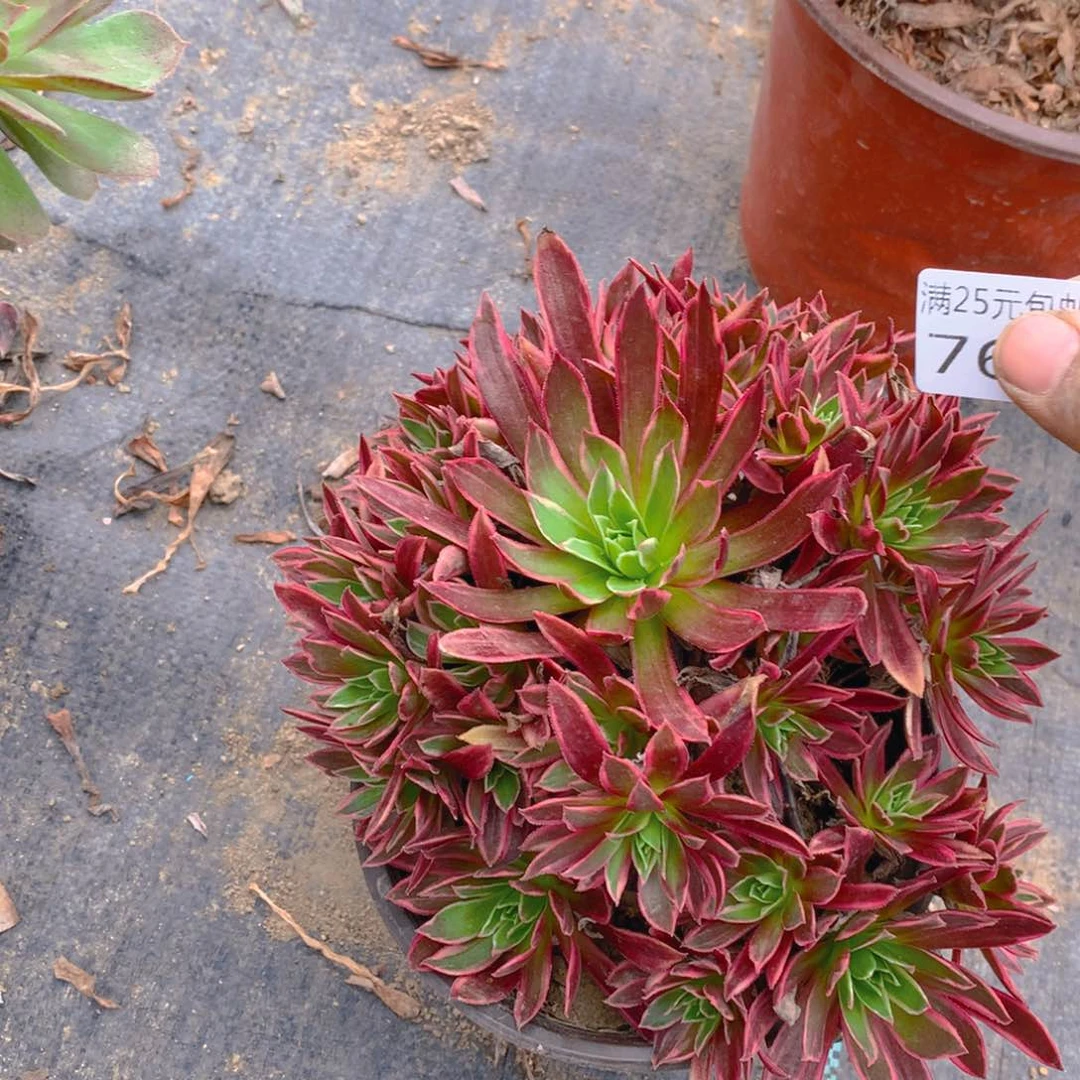 765九尾狐捧花的