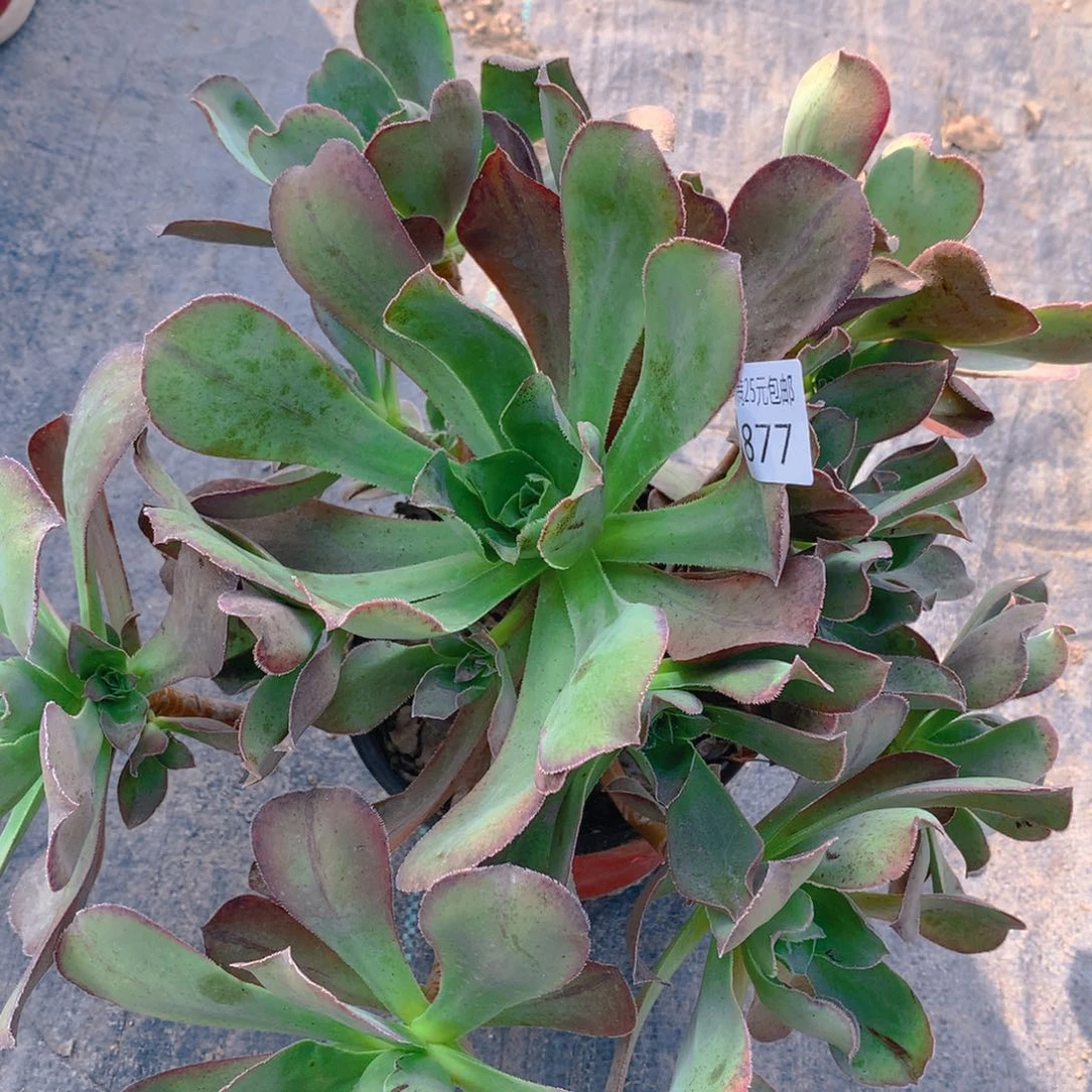 877红富士捧花多肉