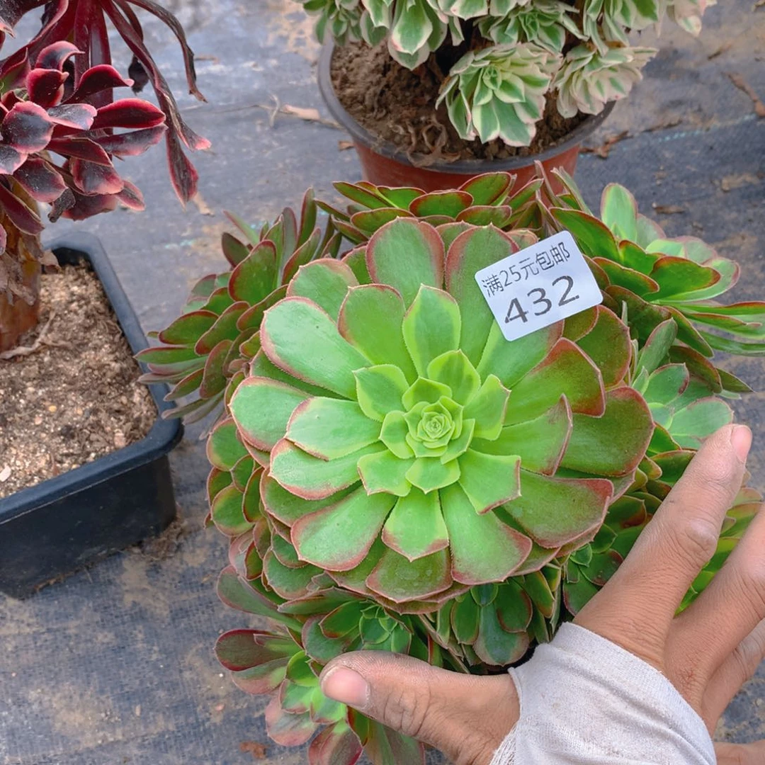432奶白老桩多肉植物的