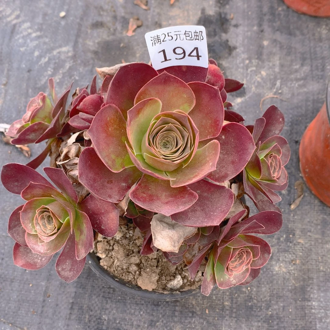 194魅金玫瑰法师多肉