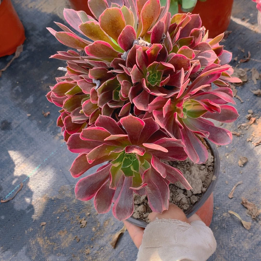 775金丝却多肉植物