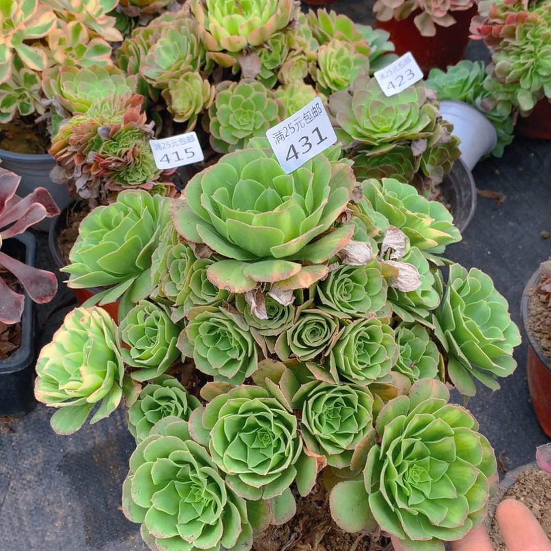 431五彩琉璃多肉植物
