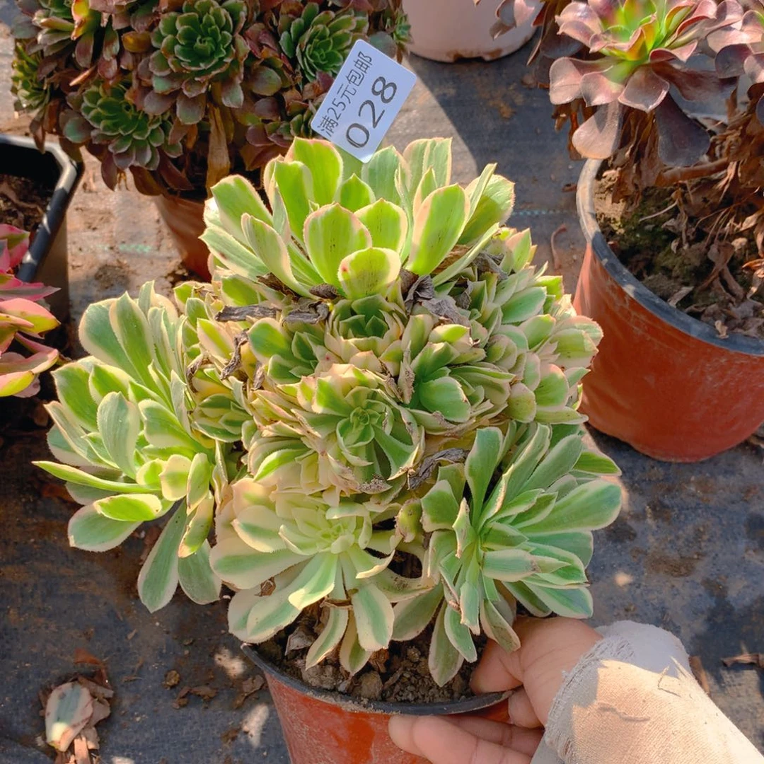 028芳华老桩多肉