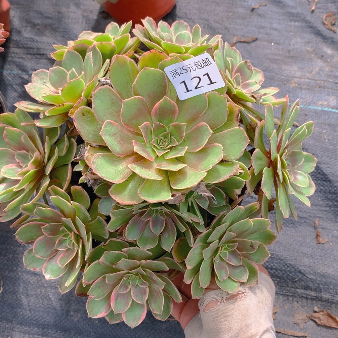 121莲花座多肉植物