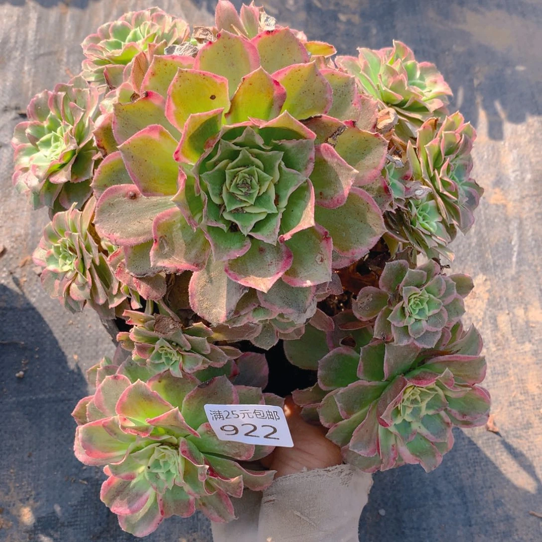 922海王多肉植物的