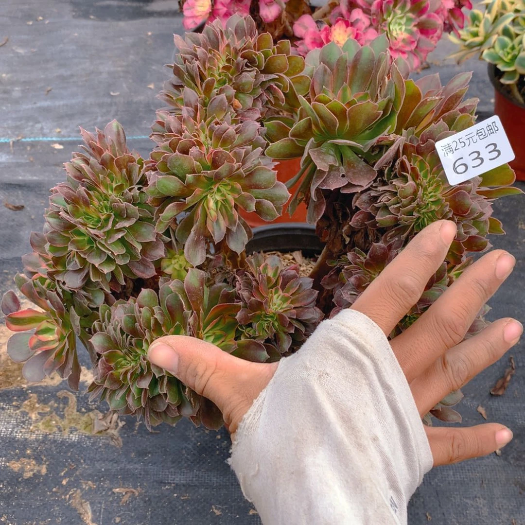 633雅典娜缀化多肉