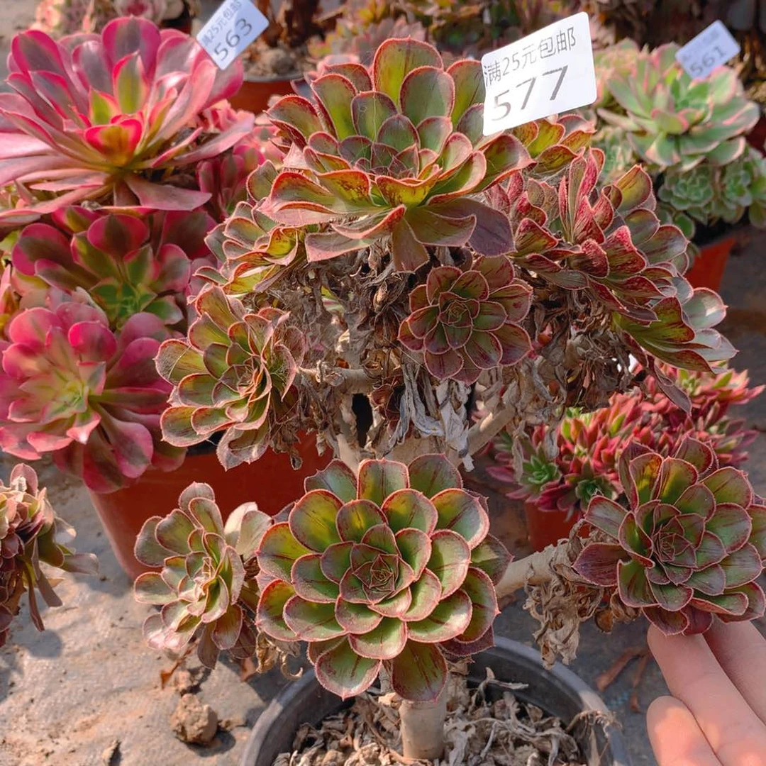 577拉丝锦老桩多肉