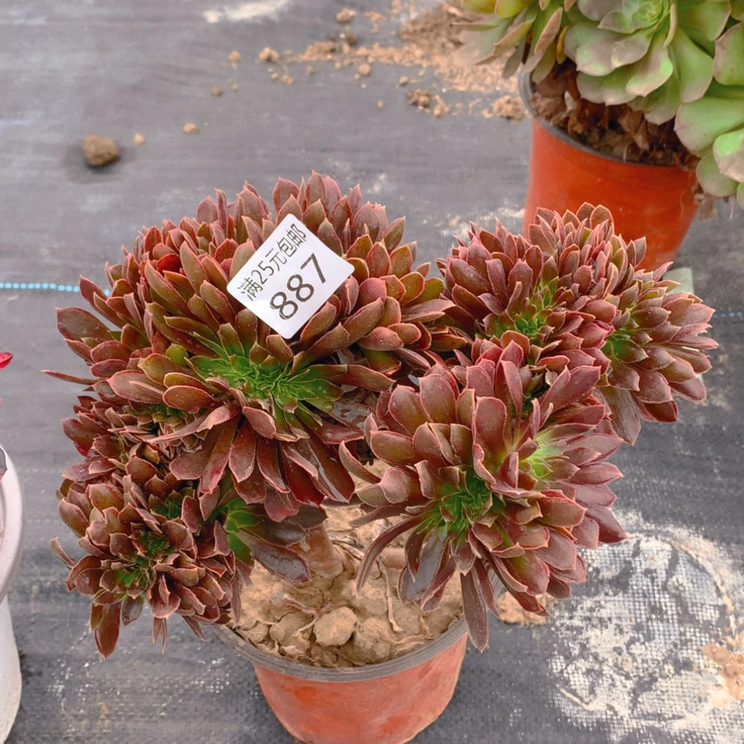 887娜迦女王缀化多肉植物