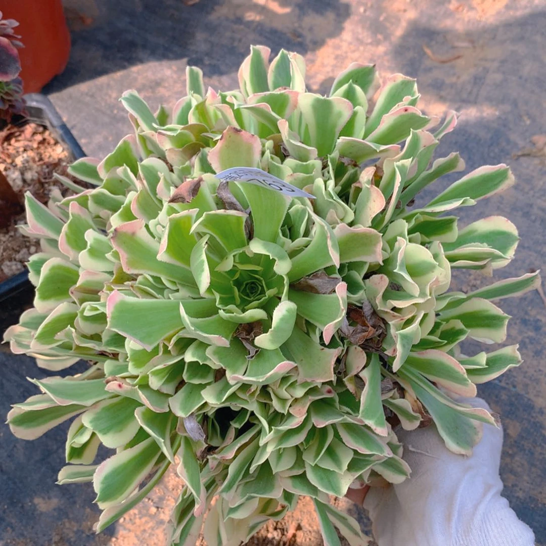 763雨花石大捧花多肉植物