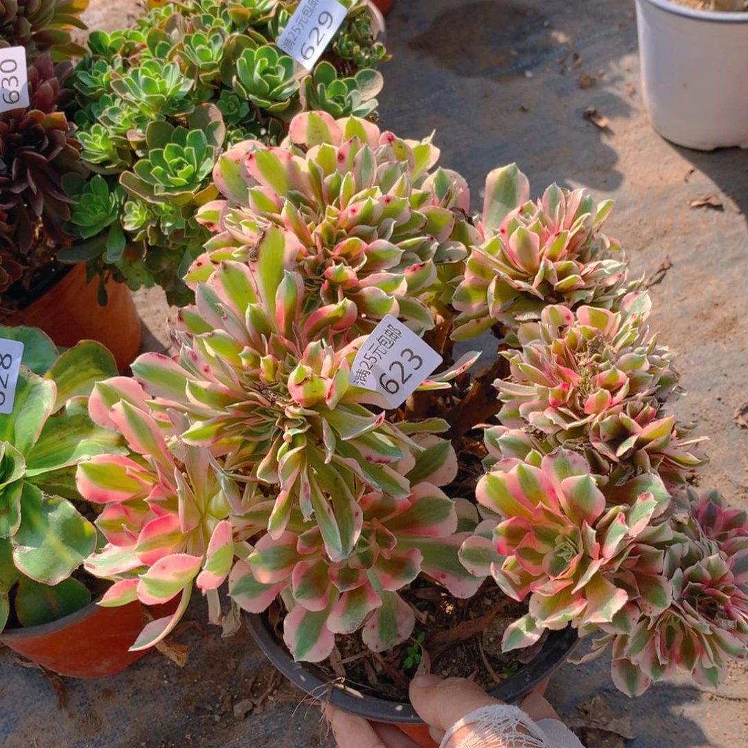 623粉女巫缀化多肉植物