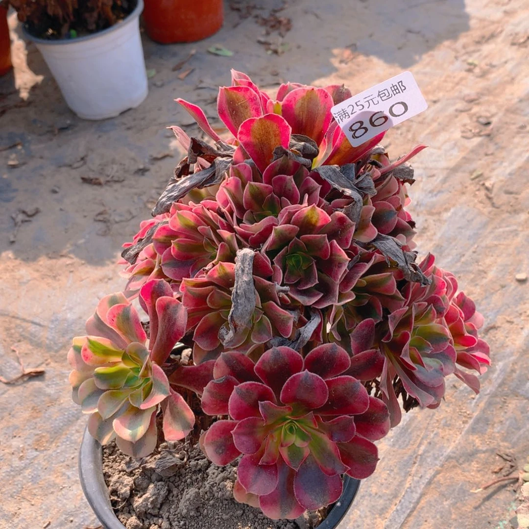 860美杜莎老桩多肉植物