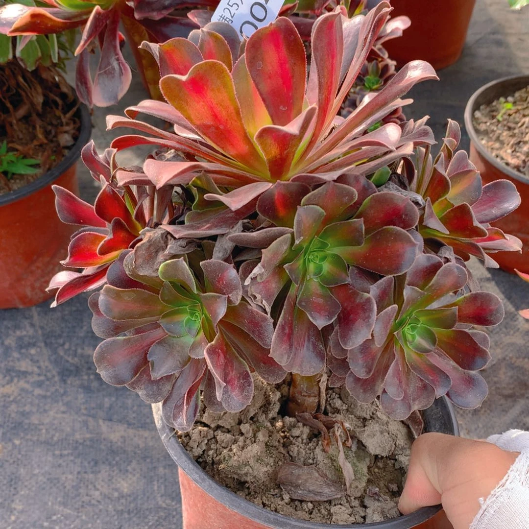 004花娜捧花的多肉