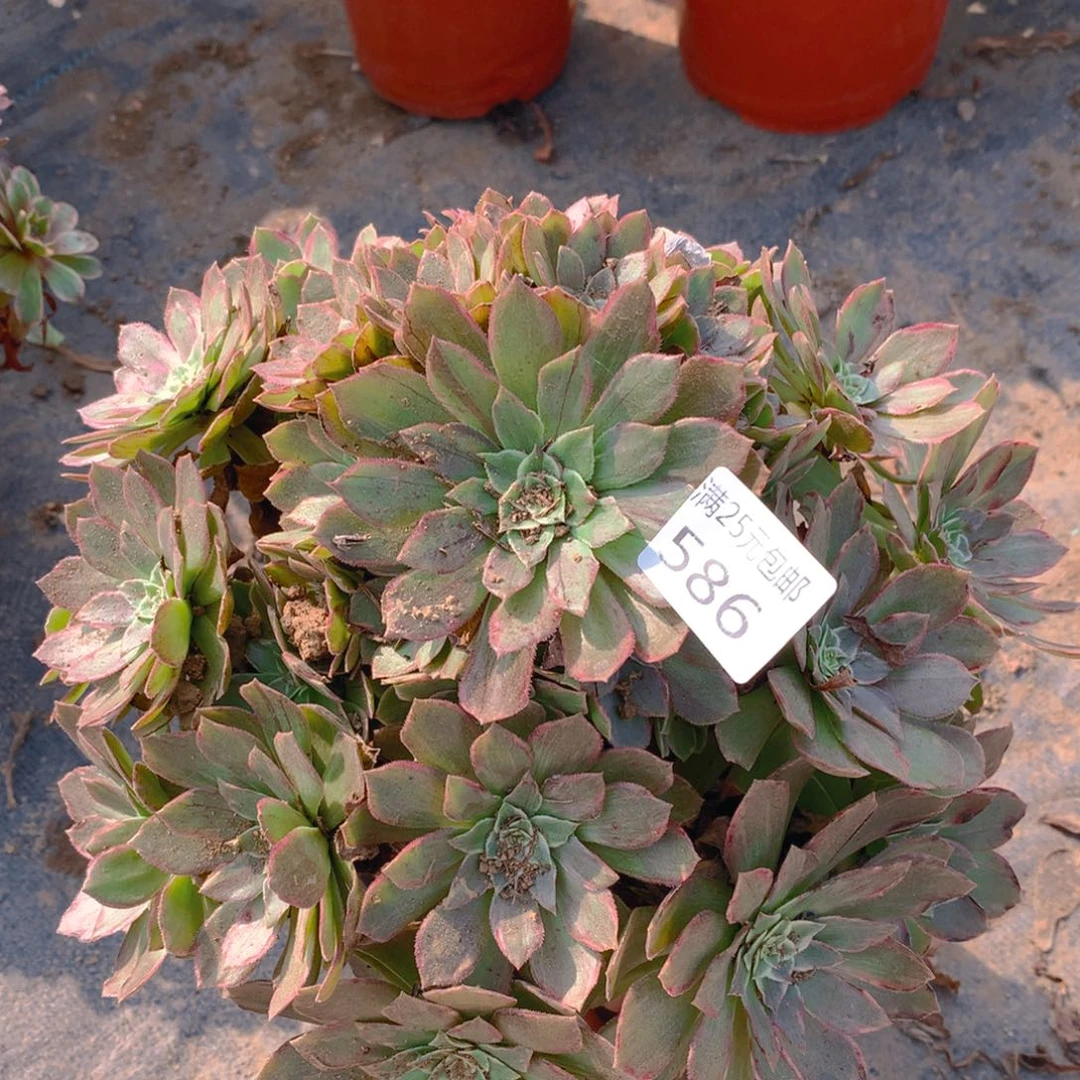 586莲花捧花多肉植物