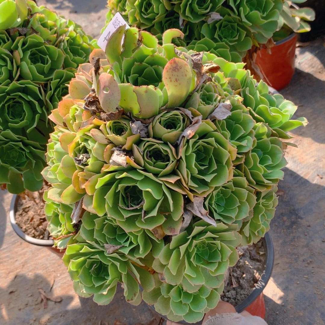 154绿羊绒捧花多肉