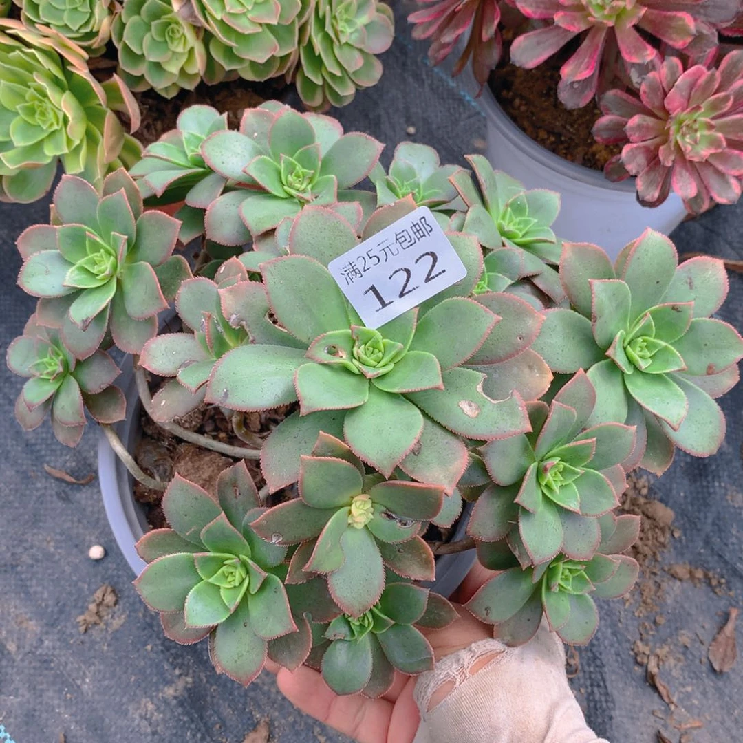 122艳日辉老桩多肉植物