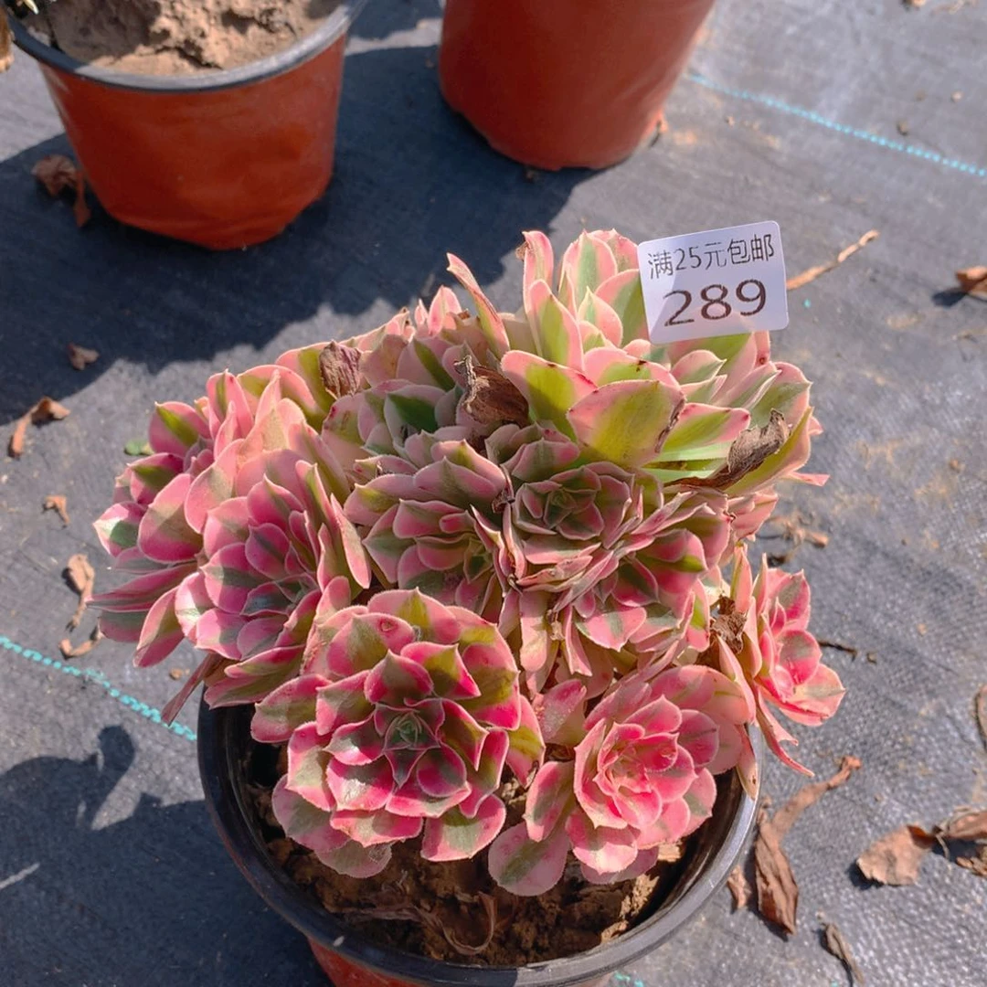 289粉女巫捧花多肉