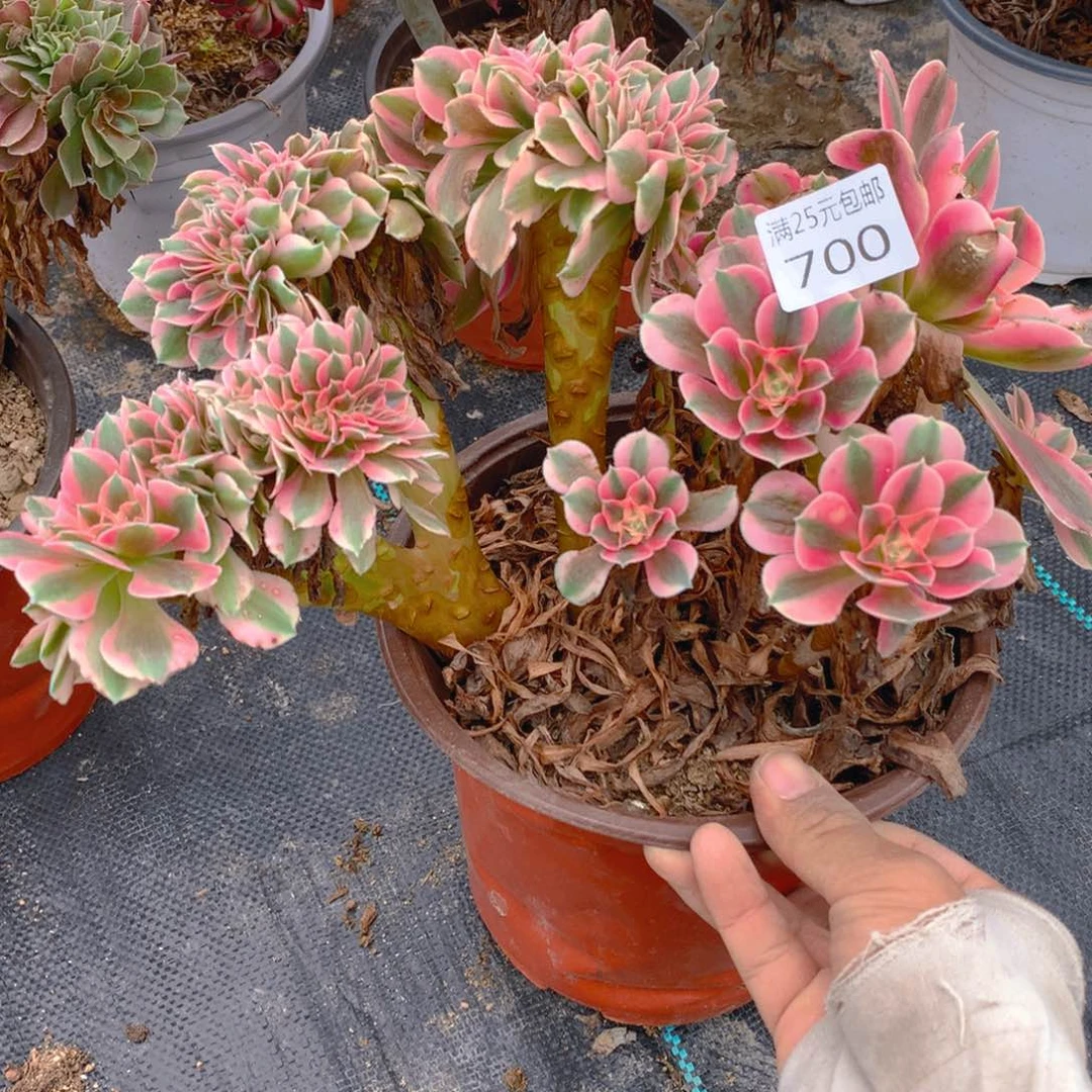 700粉女巫缀化多肉
