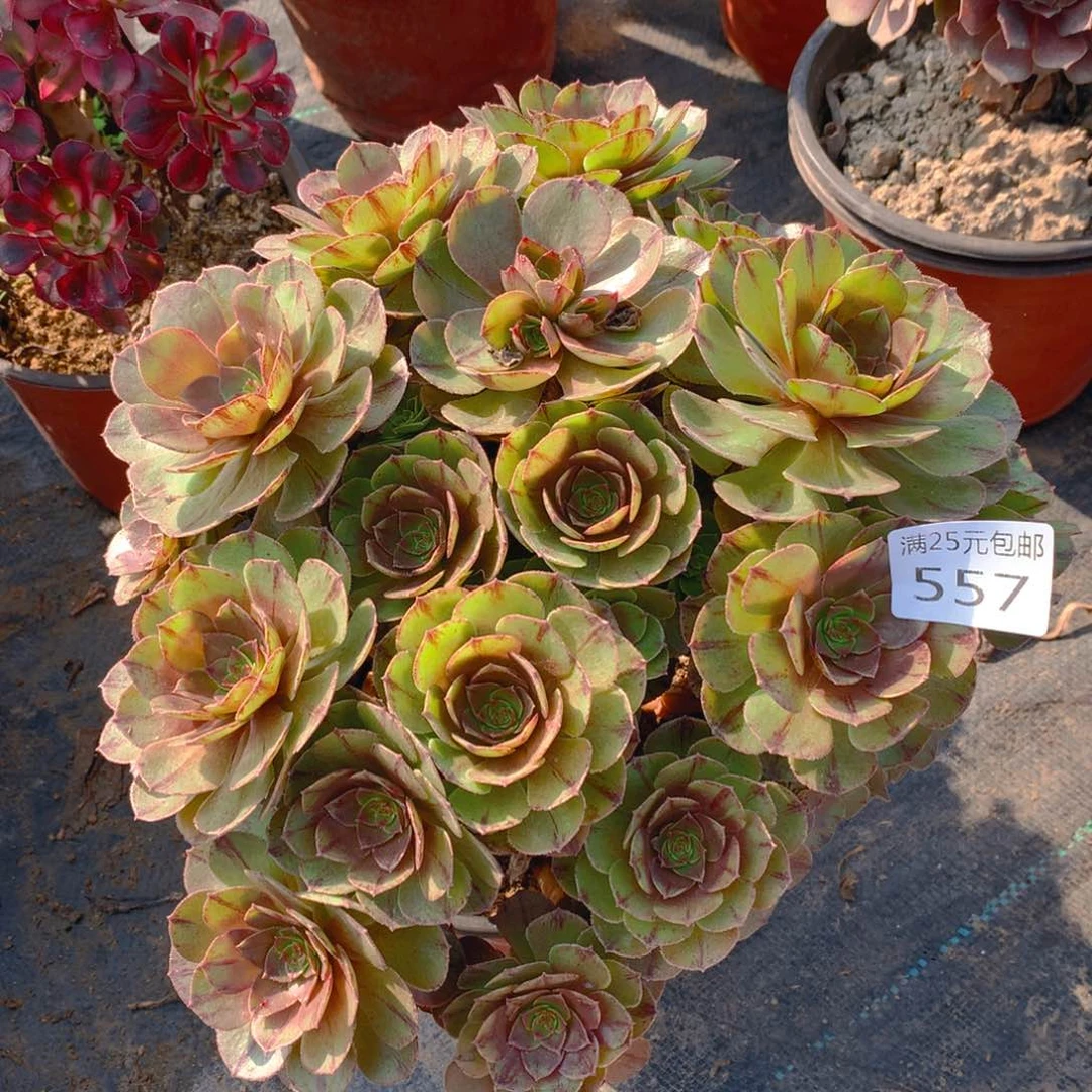 557万圣节拉丝锦朵朵