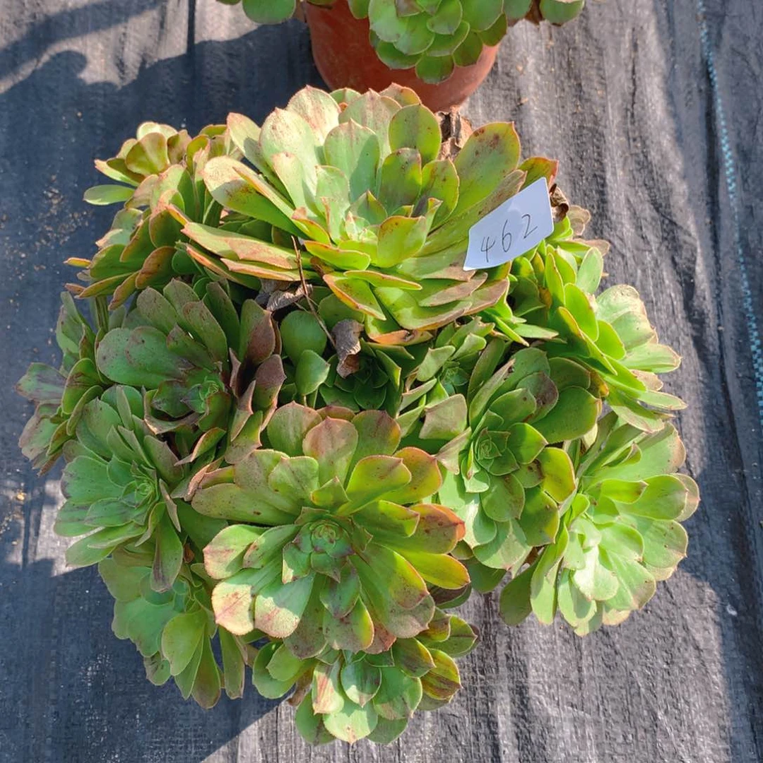 462花月夜多肉植物